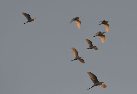 Assateague Island National Seashore