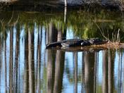 Okefenokee Swamp