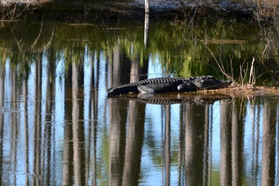 Okefenokee Swamp