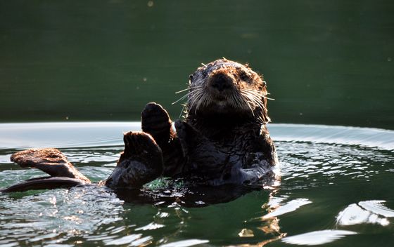 Kodiak National Wildlife Refuge