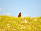 Cape Lookout National Seashore