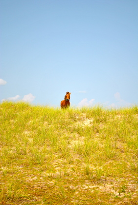 Cape Lookout National Seashore