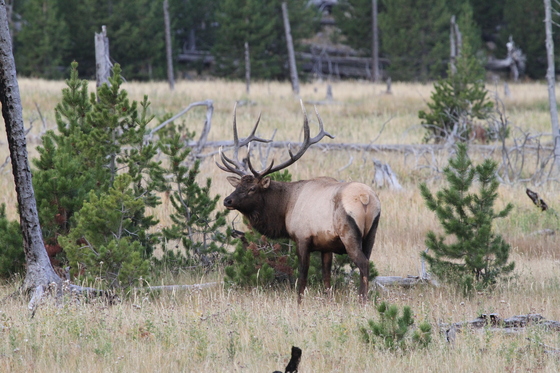 Yellowstone National Park