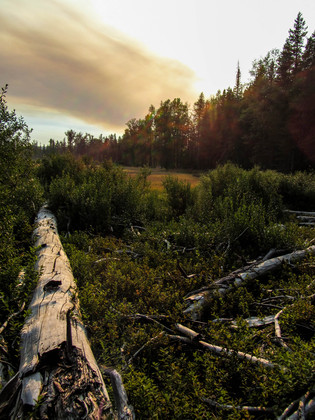 Gifford Pinchot National Forest