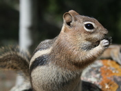 One Mile Campground, Gunnison National Forest