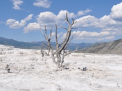 yellowstone national park