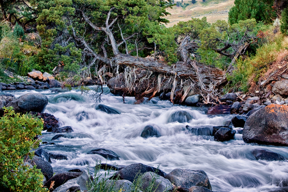 Yellowstone