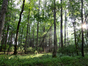 Great Smoky Mountains