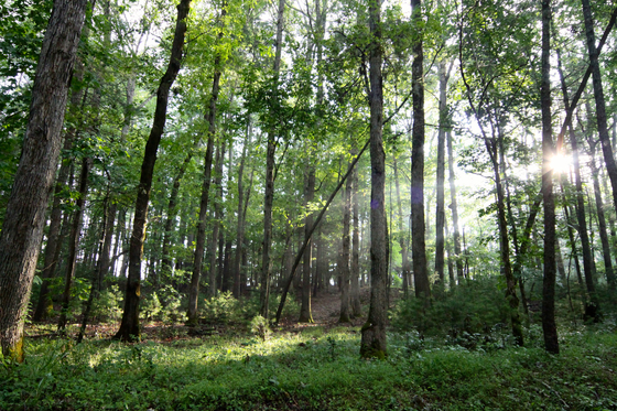 Great Smoky Mountains