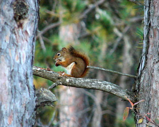 Seney National Wildlife Refuge