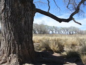 San Pedro River Preserve