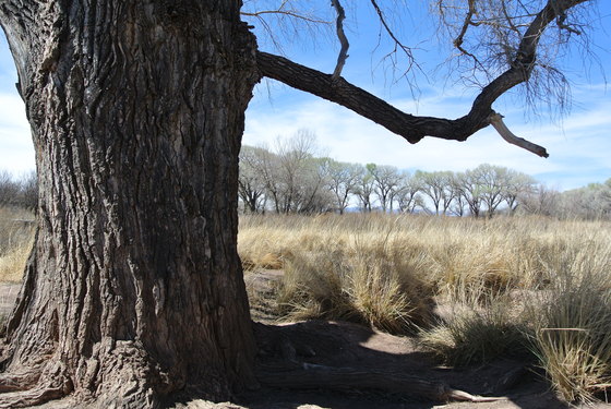 San Pedro River Preserve