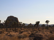 Joshua Tree National Park