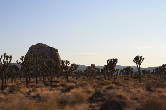 Joshua Tree National Park