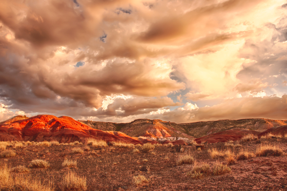 Petrified Forest National Park