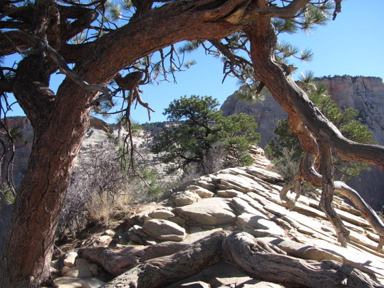 Zion National Park