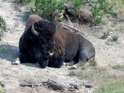 Yellowstone 