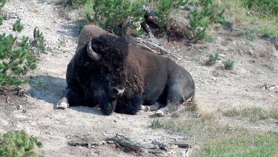 Yellowstone 