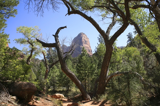 zion nat. park
