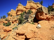 dixie nat. forest