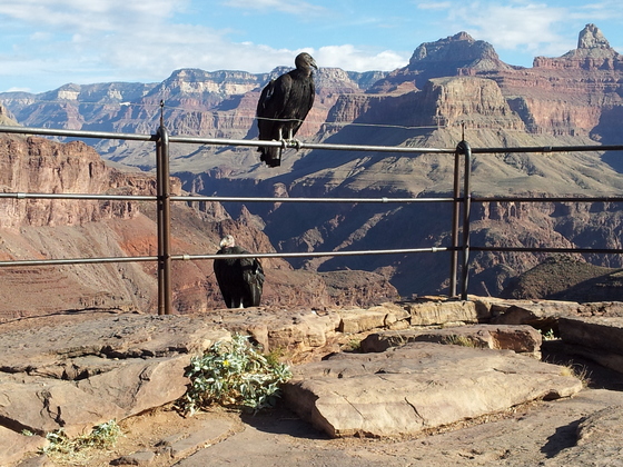 Grand Canyon