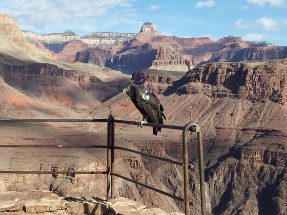 Grand Canyon