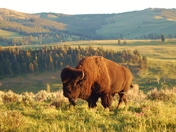 Yellowstone National Park