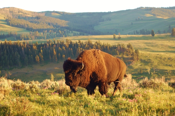 Yellowstone National Park
