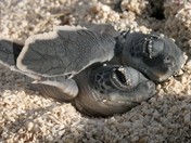 Dry Tortugas National Park