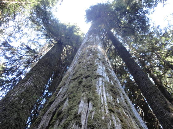 Redwood National Park