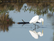 Chincoteague National wildlife Refuge