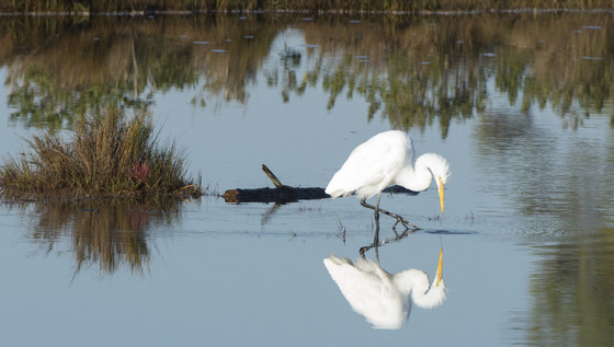 Chincoteague National wildlife Refuge