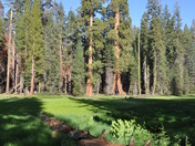 sequoia national park