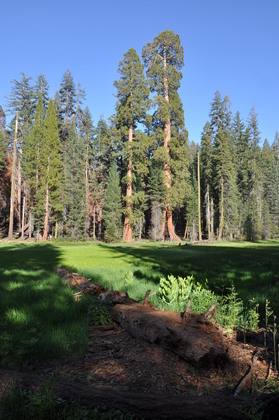 sequoia national park