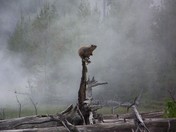 Yellowstone