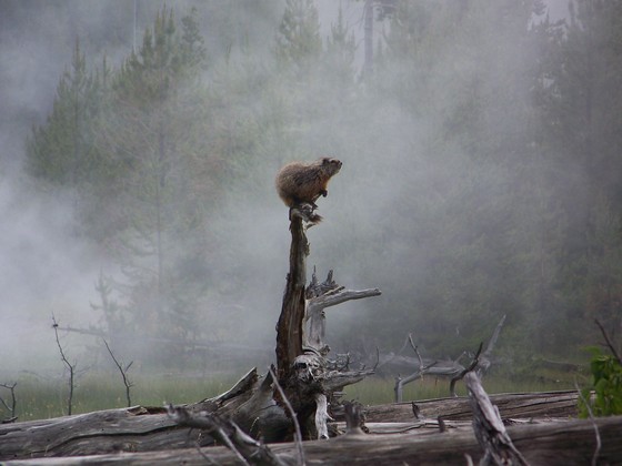 Yellowstone