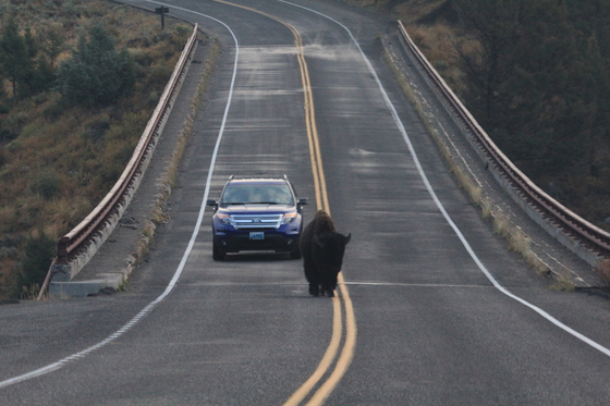 Yellowstone National Park