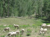 Uncompahgre National Forest