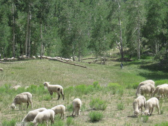 Uncompahgre National Forest
