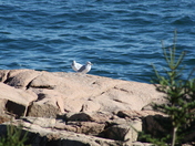 Acadia National Park