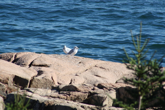 Acadia National Park