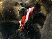 Katmai