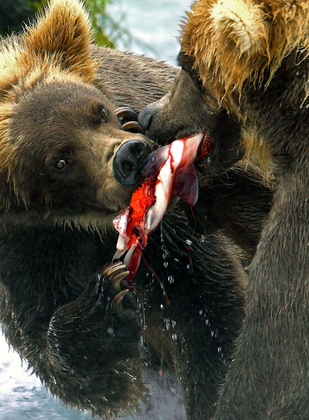 Katmai