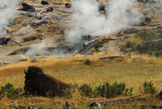 Yellowstone National Park