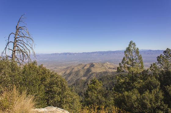 Coronado National Forest