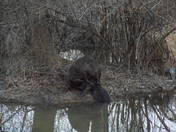  Huntley Meadows Park