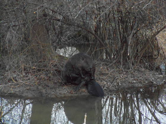  Huntley Meadows Park