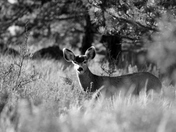 Rocky Mountain National Park