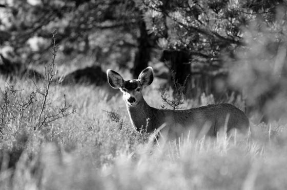 Rocky Mountain National Park
