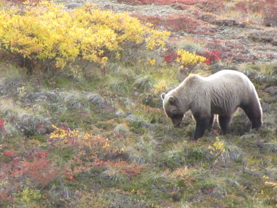 Denali Nat'l. Park